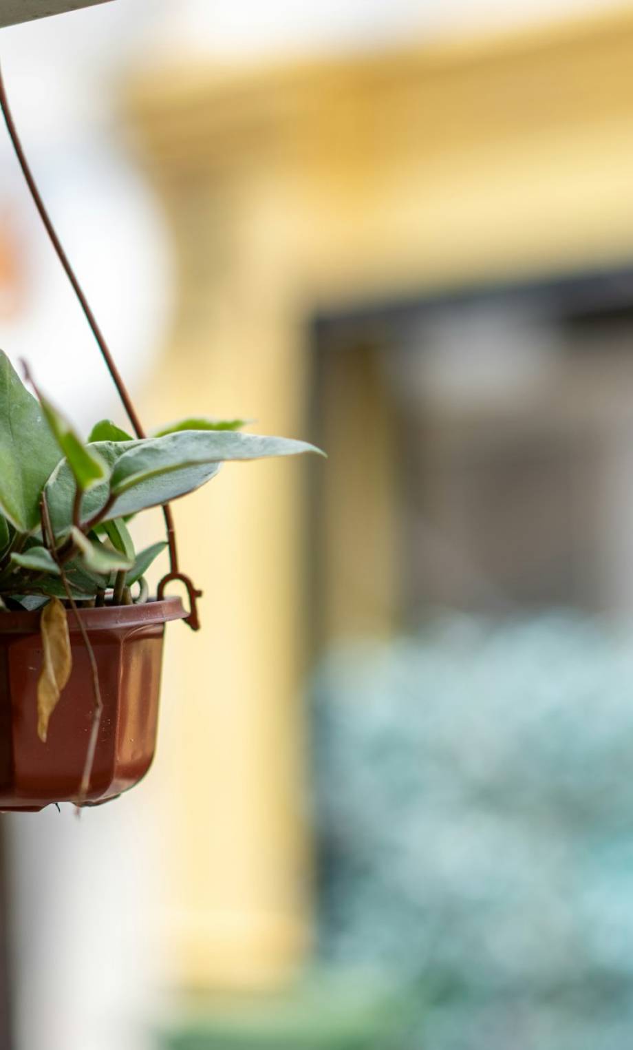 an indoor hanging flower pot with plants