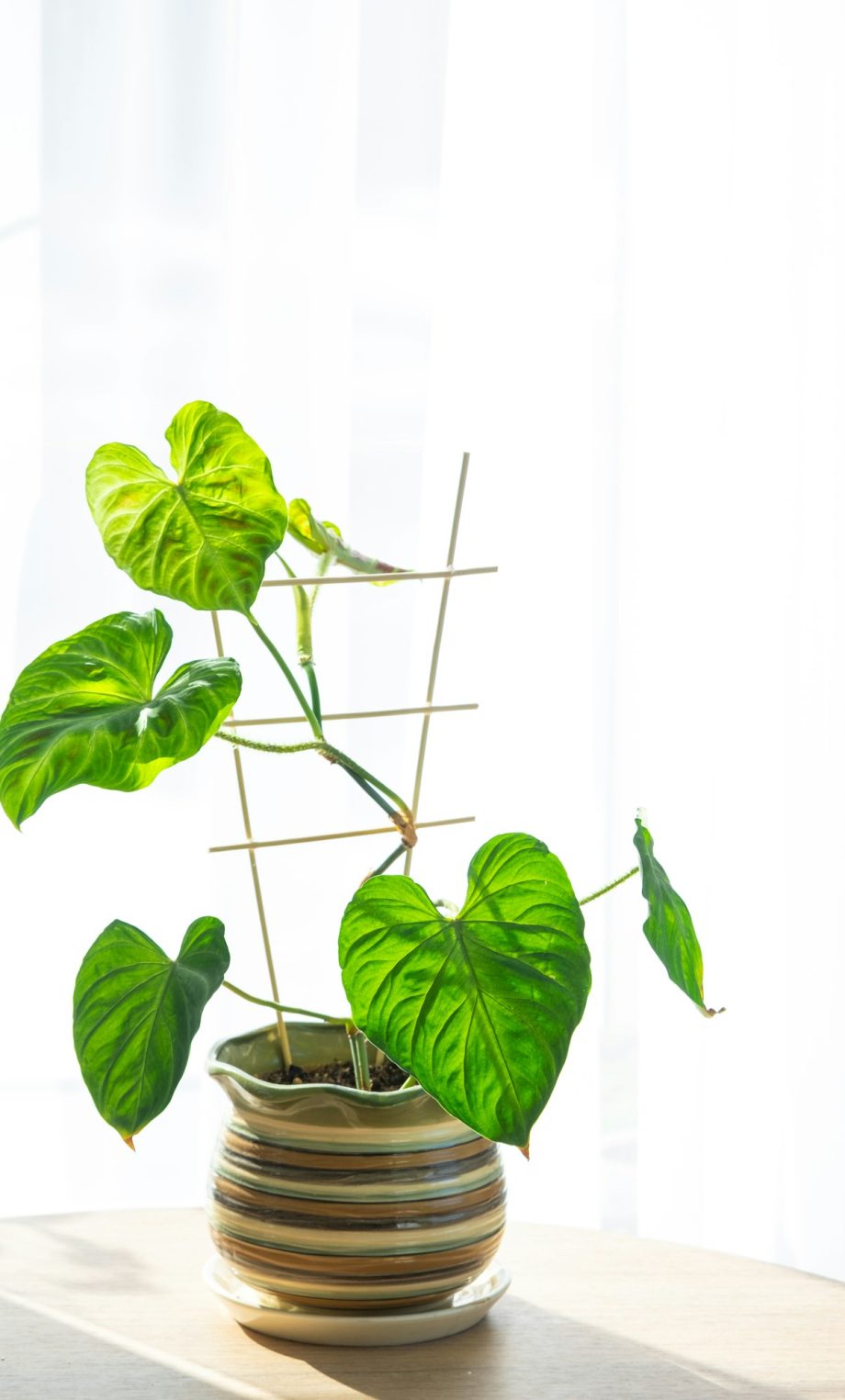 Philodendron verrucosum close-up in the interior on a table in a planter on a white background of a