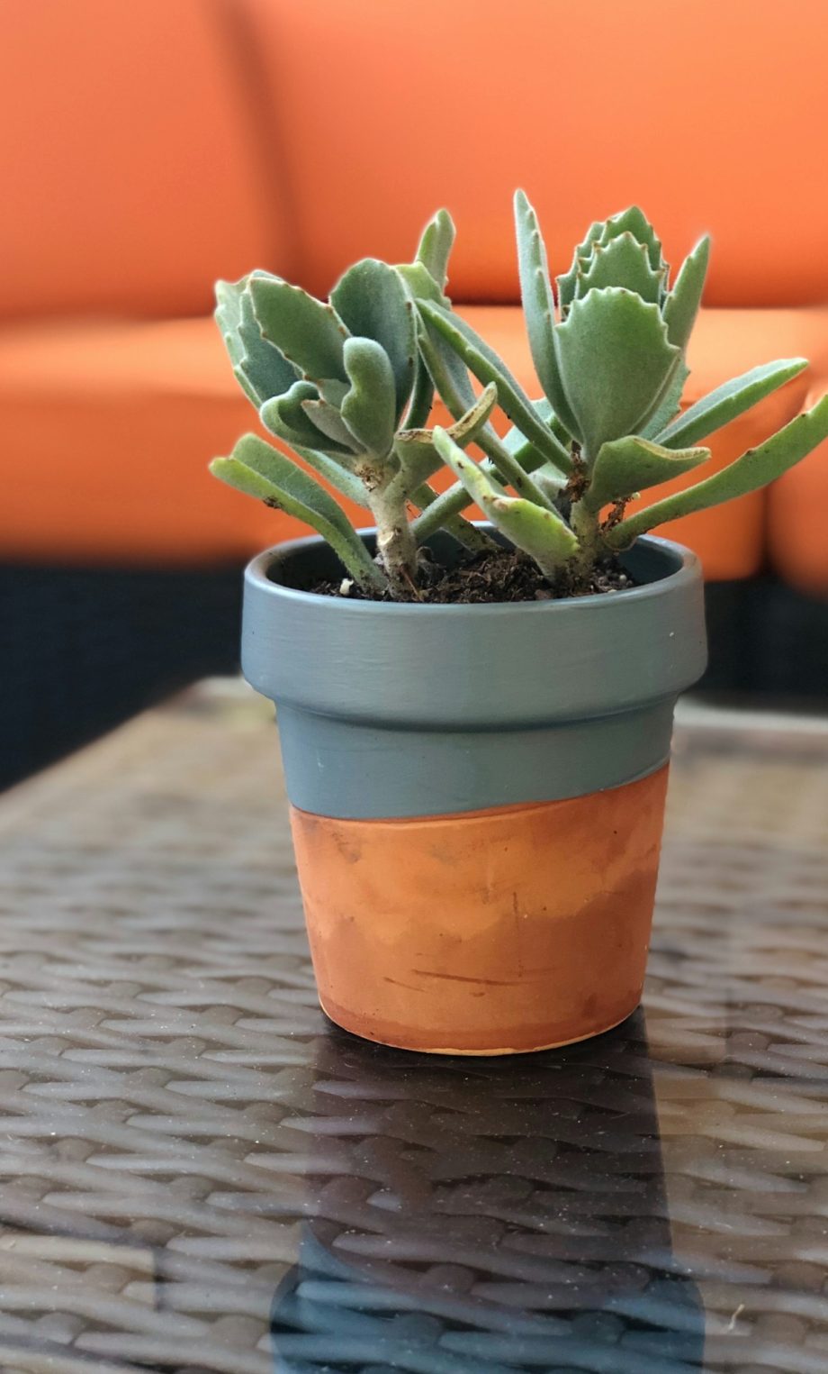 Succulent plant in small cute planter